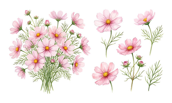Watercolor illustration set of pink cosmos flowers arranged in a bouquet and individual stems