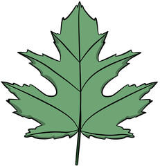 Fototapeta premium Detailed single green maple leaf with distinct veins and pointed edges.
