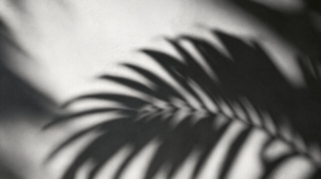 Shadow of Palm Leaves on Textured White Surface
