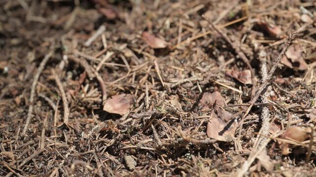 A close-up of an anthill in the wild.
