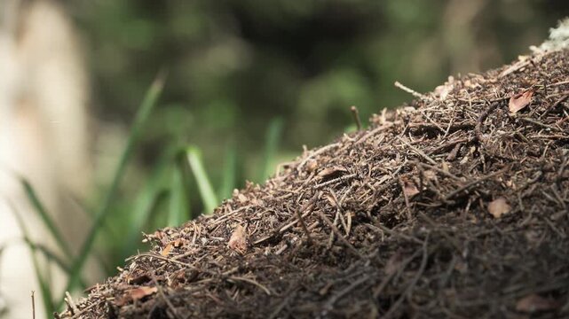 A close-up of an anthill in the wild.
