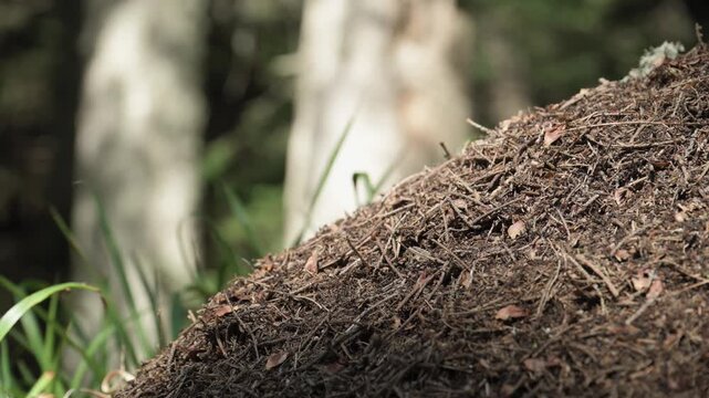 A close-up of an anthill in the wild.
