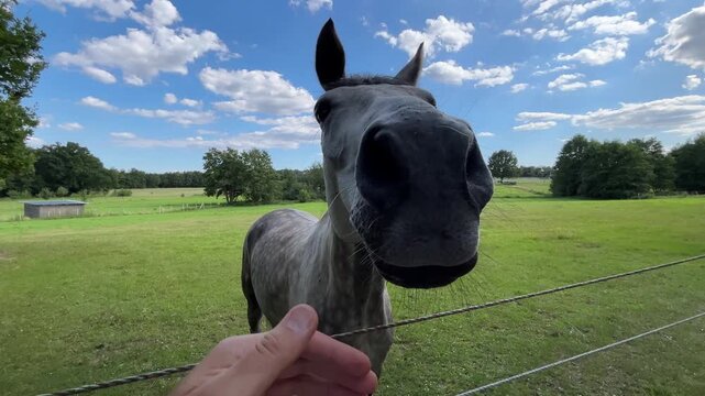 Human Hand Gently Touching Curious Gray Horse Muzzle in Close-Up on Rural Pasture