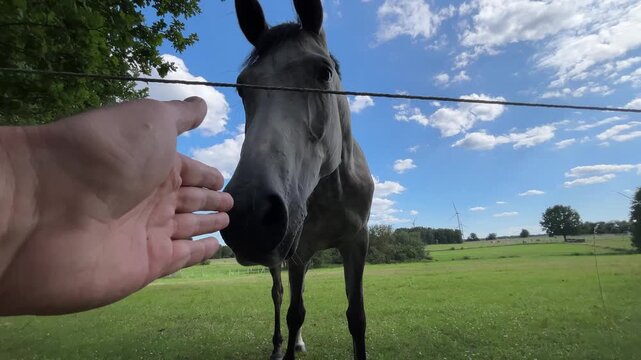 Human Hand Reaching Toward Curious Gray Horse Muzzle in Close-Up on Rural Pasture