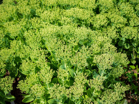 Green sedum plants with dense flower buds and succulent foliage. Hardy perennial for landscaping, drought tolerant gardens, horticulture, nature, texture and sustainable planting.