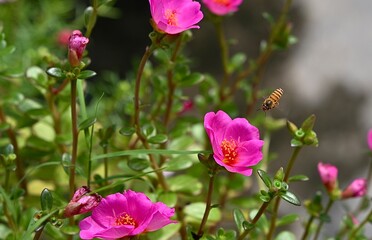 Obraz premium bee on pink flower