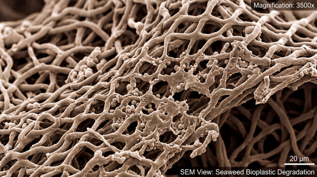 Close view of biodegradable seaweed bioplastic fibers under electron microscope at high magnification
