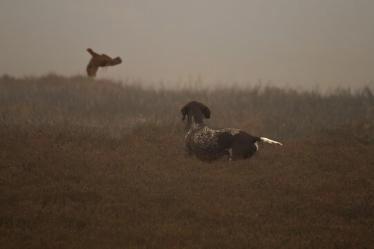 dog and grouse flying