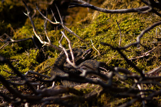 adder snake