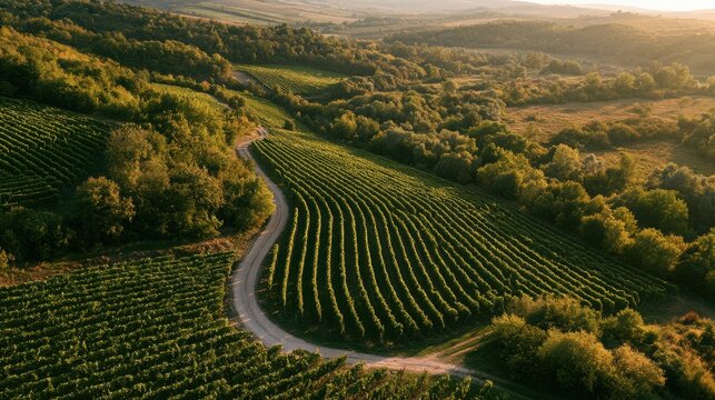 Winding road cuts through curved vineyard rows beside a dense forest at sunset.