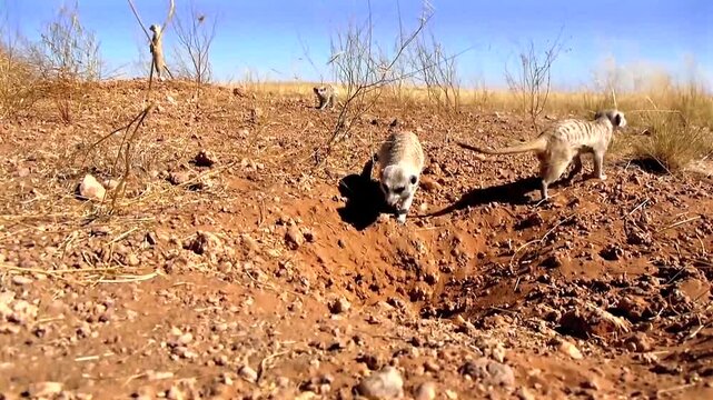 suricates digging, scatching, searching for food in namib desert 4