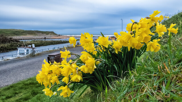 Daffodils at Brora harbour in the Highlands