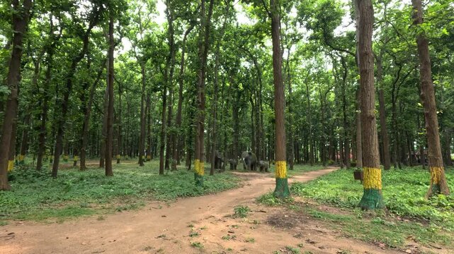 Sal tree Forest in Jhargram, West Bengal, India. Ecosystem and environment concepts