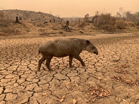 Tapir walking through dry cracked deforested riverbed due to drought