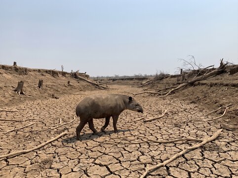 Tapir walking through dry cracked deforested riverbed due to drought