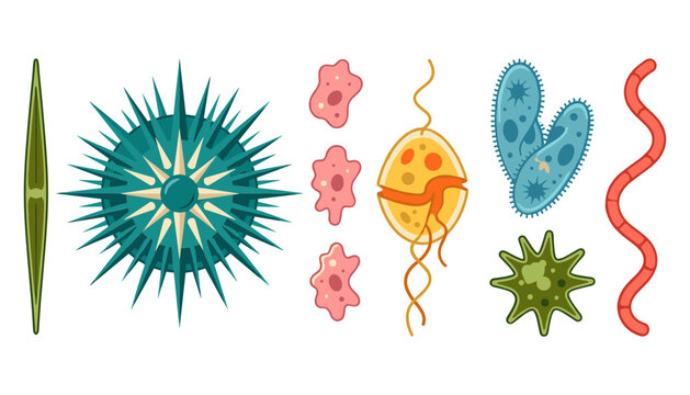 Microscopic Organism and Planktic Protozoa Vector Illustration Set with Amoeba, Paramecium, Diatoms, and Algae Cells for Marine Biology Education and Scientific Laboratory Infographics