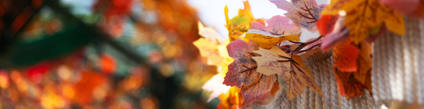 Autumn maple leaves are yellow and orange on branch. Beneath foliage, fringe of twisted white rope hangs down. Seasonal autumn decoration. Narrow banner