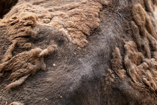 European Bison Fur