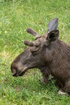Elk Alces Alces Portrait