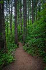 Fototapeta premium Exploring the lush trails of Silver Falls State Park in Oregon