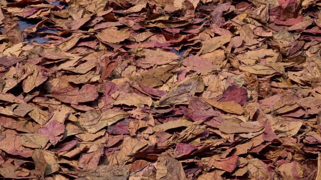 Smooth panning close up shot of dried brown Indian almond leaves filling the frame with rich texture under the sun