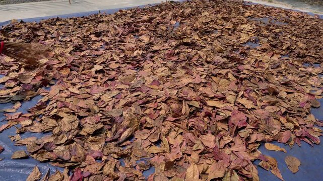Anonymous shot of a traditional broom sweeping and turning crispy dried Indian almond leaves on a blue tarp with natural ambient sound and birds chirping