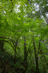 Fototapeta premium Explore lush greenery at Silver Falls State Park in Oregon