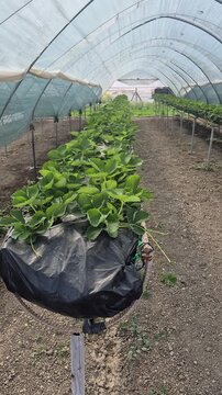 Strawberry plants growing in rows inside a plastic agricultural greenhouse at a rural farm. Forward tracking shot.