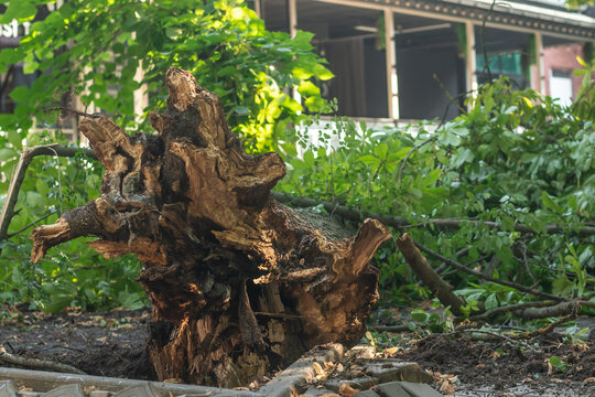 A tree was felled in the park from a strong wind.