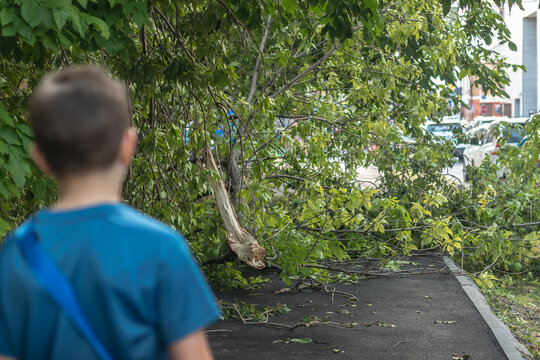 A young  boy looking at a fallen tree on a path.  The boy is blurry and sharp on the tree