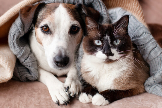 Dog and cat cuddling together under a cozy blanket at home. Cute animal friendship, companionship and peaceful pet bonding concept for warm lifestyle content.