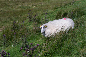 White sheep rests amid tall grass and wildflowers © Ryszard