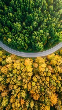 Aerial View of Winding Road Through Green and Autumn Forest, Seasonal Transition Landscape for Travel, Environment and Sustainable Transportation