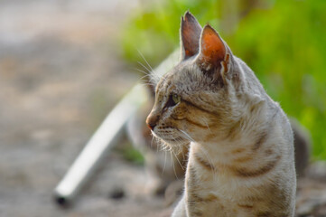 close up portrait of a cute cat, pet domestic animal © shakeelbaloch