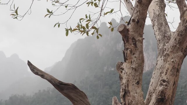 Ratchaprapha Dam on a rainy day at khao sok national park, surat thani province thailand featuring spectacular limestone mountains shrouded in mist.