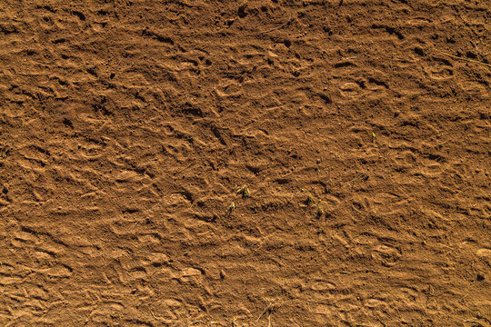 High-Angle View of Reddish-Brown Dirt Ground with Sheep Footprints