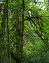 Fototapeta premium Discovering the lush greenery of Silver Falls State Park in Oregon