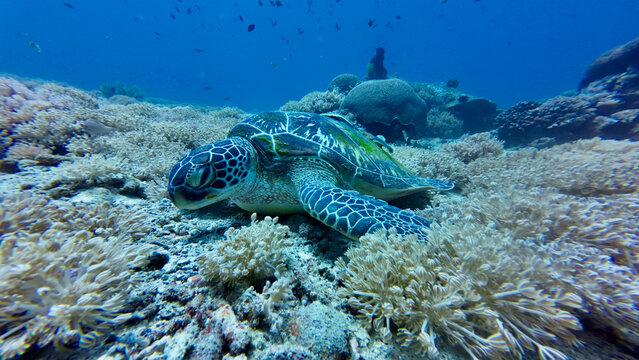 Green turtle resting on a vibrant coral reef among soft corals in clear blue water. Detailed shell patterns and soft corals create peaceful underwater texture.