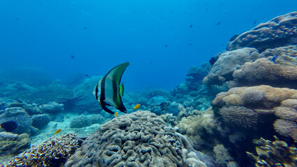 Batfish swimming over a coral reef. Vibrant underwater scenery reveals diverse corals and tropical marine life. © Houston