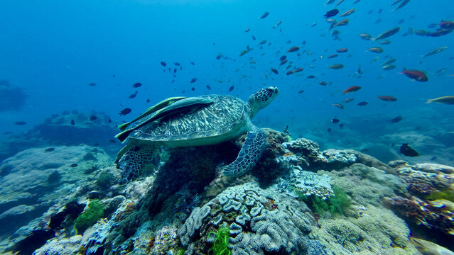 Huge green turtle resting on a coral reef with large remoras attached to its shell. Schools of fish surround green turtle on tropical coral reef.