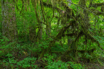 Fototapeta premium Exploring the lush beauty of Silver Falls State Park Oregon