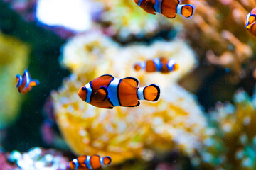 Clownfisch © Simon