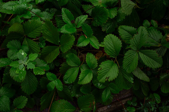 Green strawberry leaves texture background top view. Fresh wild strawberry foliage patch with morning dew drops close up. Natural organic eco friendly botany backdrop and copy space concept