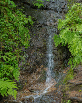 Water flows down rocks in a forest with green plants surrounding a small waterfall in a natural setting