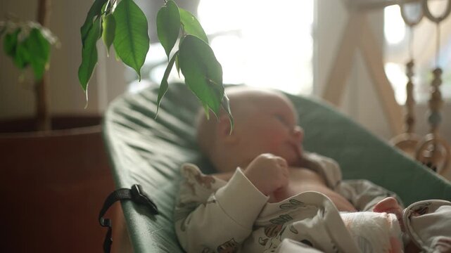 Curious newborn infant relaxing in an automatic bouncer chair indoors, reaching out to gently touch the green leaves of a houseplant. Sweet baby exploring its surroundings with wonder