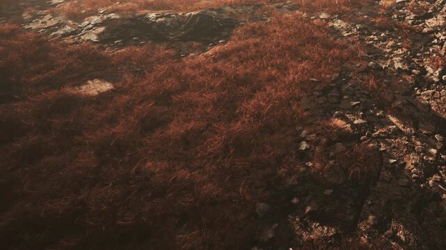 Rugged ground features stones and patches of brown plants under natural light. The scene reflects an outdoor environment during the day.