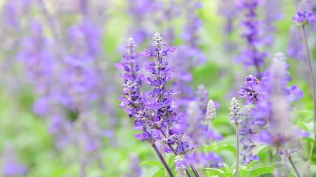 Salvia farinacea, Victoria Blue Salvia, blooming sway in the wind in garden.