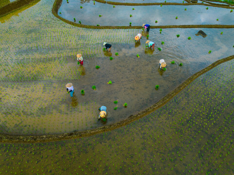Aerial view of farmers wearing conical hats working in the lush green Tegalalang rice terraces in Tegalalang, Bali, Indonesia.