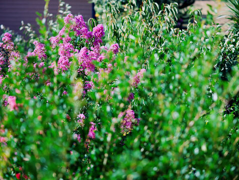 Vibrant clusters of purple and lavender-pink crinkled blossoms of Lagerstroemia indica (crape myrtle). Ornamental shrub in a private villa sways in the summer breeze. Pula, Croatia - August 15, 2026