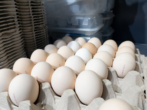 Fresh Farm Eggs in Carton Ready for Sale